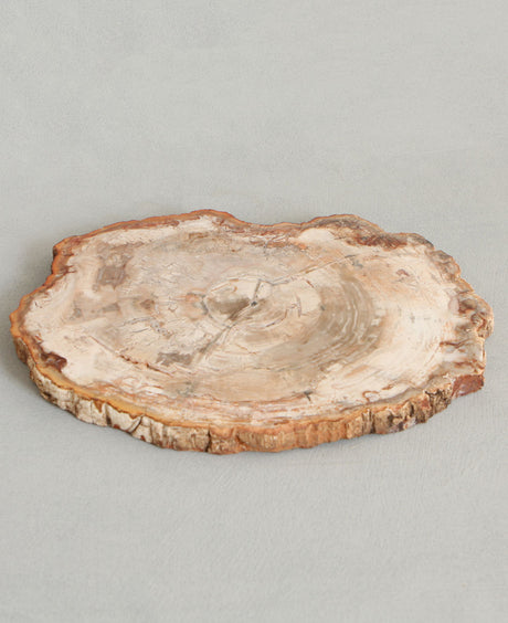 Petrified Wood Trivet