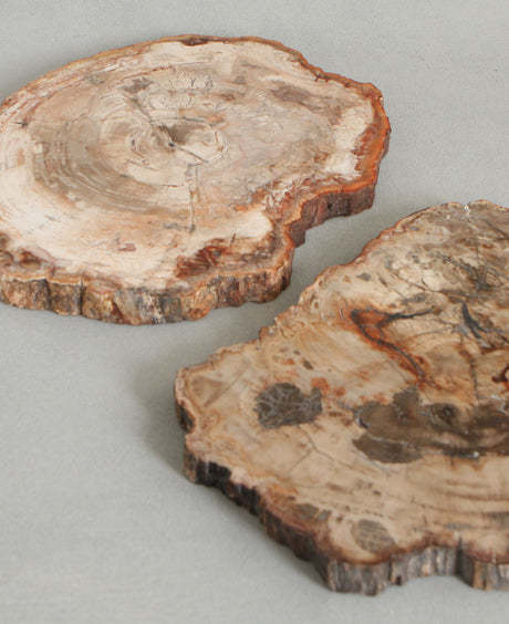 Petrified Wood Trivet